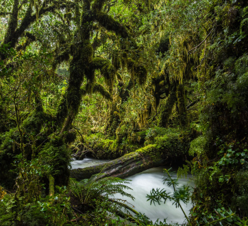 The Valdivian Forest